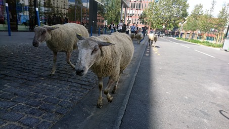 #11 / Quand les moutons circulent sur les trottoirs de nos villes