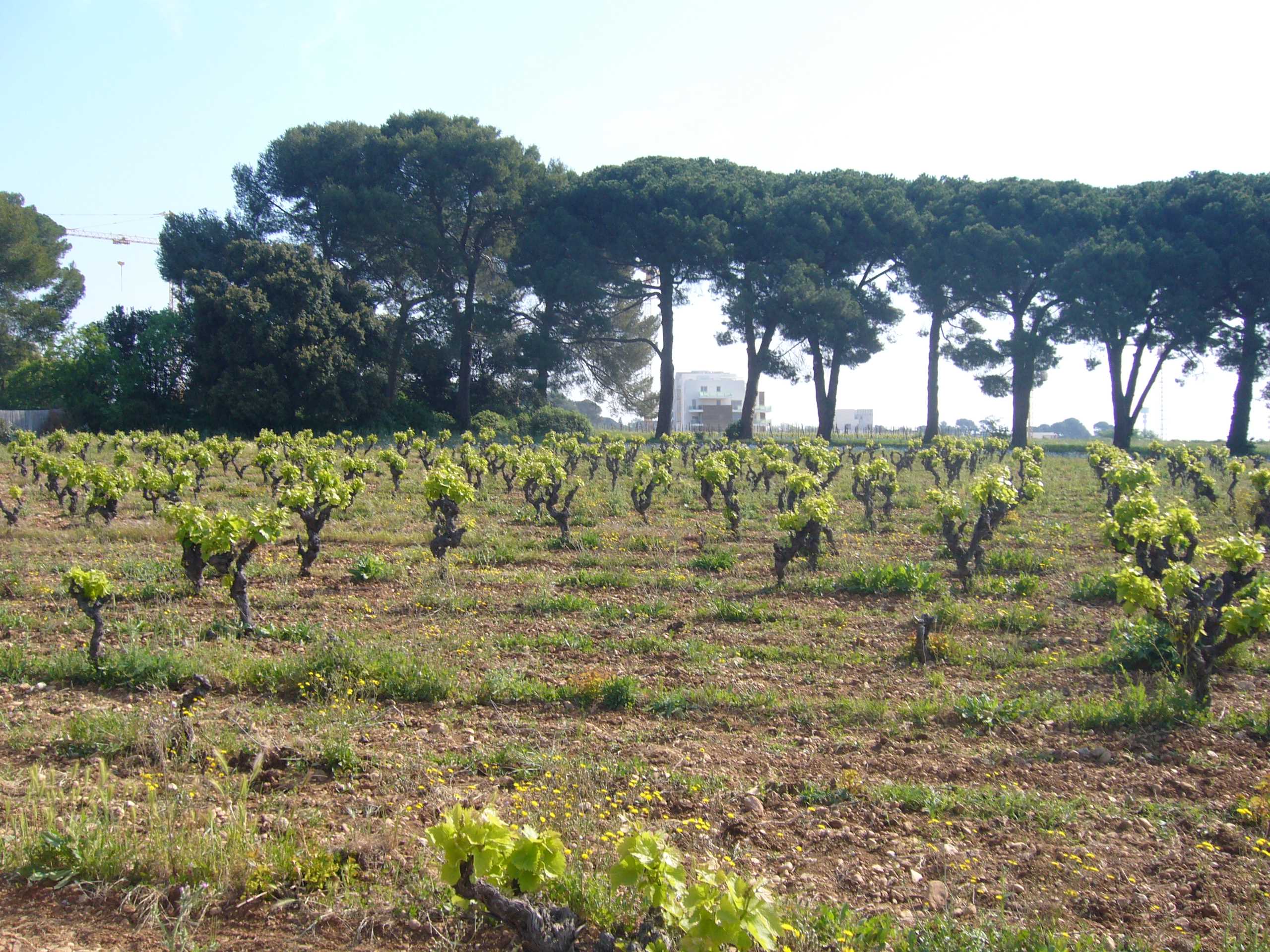 Villes méditerranéennes / L’agriculture comme nature en ville ? Le cas de l’Agriparc du Mas Nouguier, Montpellier, France