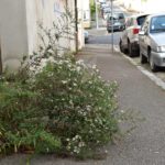 #17 / Bonnes ou mauvaises herbes ? Les jardins de rue entre initiatives habitantes et encadrement institutionnel